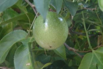 Fruit de la passion ou Maracudja